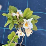 Azalka veľkokvetá (Azalea mollis) ´MÖWE´ - výška 40-60 cm, kont. C3L/C1L